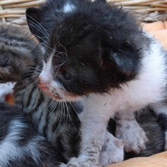 Gattini abbandonai presso l'isola ecologica