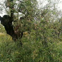 Maltempo, nelle campagne di Ruvo di Puglia è strage di ulivi