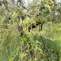 Maltempo, nelle campagne di Ruvo di Puglia è strage di ulivi