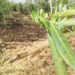 Maltempo, nelle campagne di Ruvo di Puglia è strage di ulivi