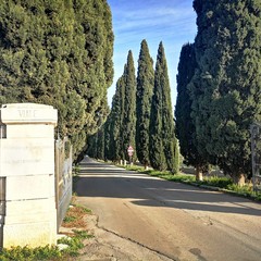 civico cimitero piantumazione cipressi Ruvo