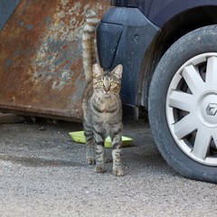 Colonie Feline