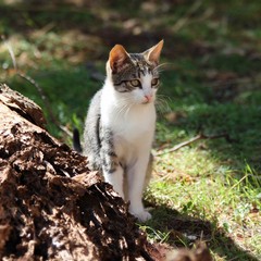 Colonie Feline