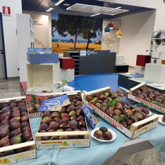 FIORONE DI RUVO DI PUGLIA