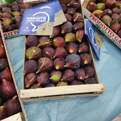 FIORONE DI RUVO DI PUGLIA