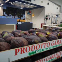 FIORONE DI RUVO DI PUGLIA