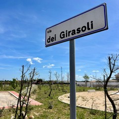 Forestazione urbana
