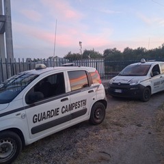 Guardie campestri