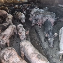 Stalle sporche e animali nel letame: sequestrata un'azienda zootecnica a Ruvo