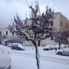 neve