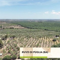 Ruvo di Puglia su Linea Verde Estate