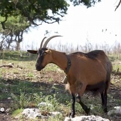 Ruvo di Puglia su Linea Verde Estate