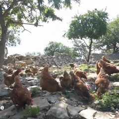 Ruvo di Puglia su Linea Verde Estate