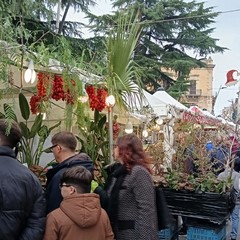 Sagra del Cardoncello