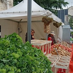 Sagra del Cardoncello