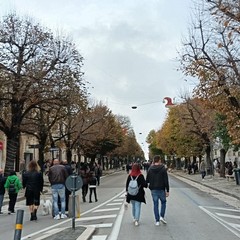 Sagra del Cardoncello