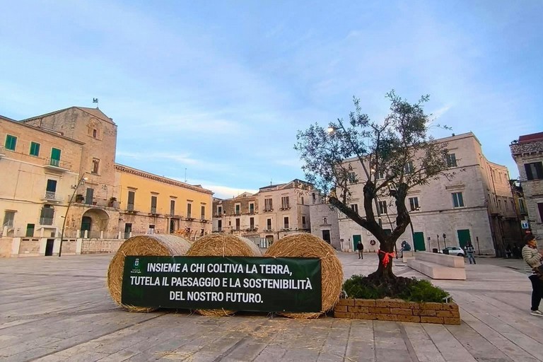 Crisi dell’olivicoltura pugliese