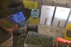 Marijuana nella ex stalla: sul mercato avrebbe fruttato 1 milione di euro