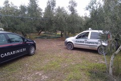 Tentato furto di olive, ladri costretti alla fuga dalle Guardie Campestri