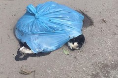 Carcassa di gatto ritrovata in strada con le zampe legate