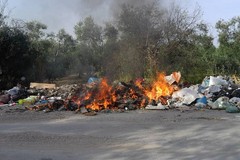 Carcasse di cavalli lungo la provinciale Ruvo-Molfetta