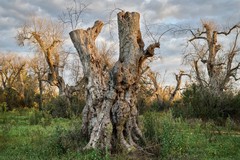 Azioni obbligatorie per il contrasto alla Xylella fastidiosa: tutte le disposizioni della Regione