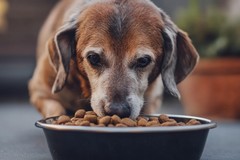 Torna a Ruvo l'iniziativa per promuovere l’adozione degli animali "senior"