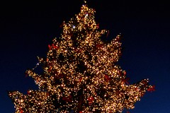 Un grande albero di Natale in largo Sant'Agnese