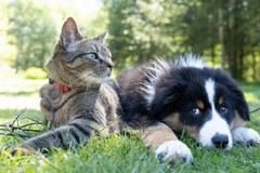 Giornata Mondiale degli Animali, domani scende in piazza ENPA sezione Ruvo di Puglia