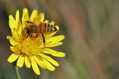 L’Ape italiana una risorsa da tutelare