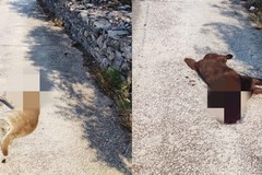 Due cani con collare ritrovati morti avvelenati sulla Ruvo-Corato