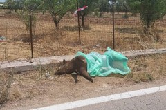 Cinghiale morto abbandonato sulla SP238: a Ruvo di Puglia monta la protesta dei cittadini