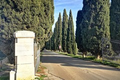 Manutenzione straordinaria dei cipressi del viale monumentale del civico Cimitero