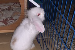 Salvato il coniglietto Casper, ENPA Ruvo di Puglia: «Gli animali non sono un gioco»