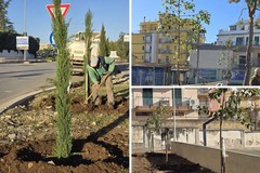 Completata la sostituzione degli alberi nell'area della scuola San Giovanni Bosco - Disney