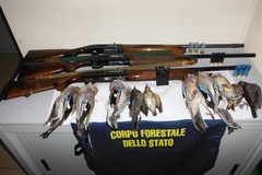 Caccia illegale a Ruvo, sequestro di fucili e tre denunciati