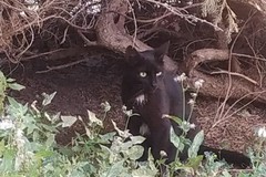 ENPA Ruvo di Puglia: appello consegna gattini scomparsi