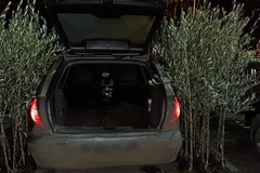 A Ruvo a rubare 60 piante d'ulivo. Denunciato dai Carabinieri un 62enne