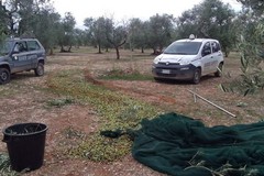 Olive a ruba a Ruvo di Puglia, sventato l'ennesimo furto