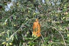 Festa dell'olio, al via le adozioni a distanza degli ulivi in Puglia