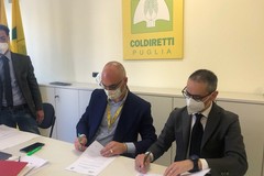 Economia circolare, in Puglia accordo per energia agricola rinnovabile