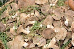 Corso di formazione per cercatori e appassionati di funghi: aperte le iscrizioni