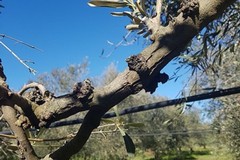 I danni dell'epidemia di xylella in Puglia: colpiti da 8 mila a 770 mila ettari in 5 anni