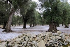 Maltempo in città, Coldiretti: «Danni incalcolabili a ciliegie e ortaggi»