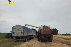 Guardia di Finanza: oltre 105 le tonnellate di grano duro sequestrate in diverse regioni d’Italia