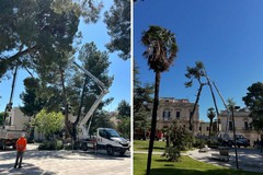 Manutenzione straordinaria del verde a Ruvo. Al via l'intervento in Piazza Dante