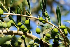 Qualità e sicurezza alimentare per le cooperative olivicole