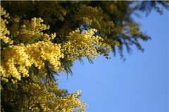 Clima pazzo, Natale con mimose e fiori in campagna