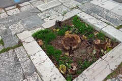 La città sotto accusa: via alcuni alberi dai corsi, scoppia la polemica