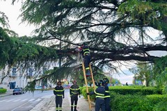 Cedimento di un cedro di Piazza Bovio. Necessario l'abbattimento